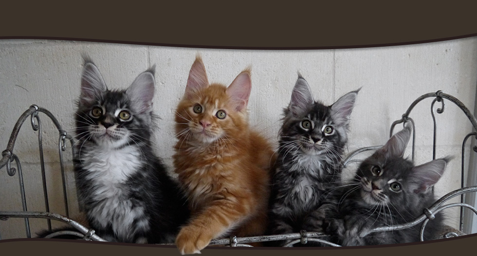 elevage chatons mainecoon